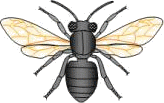abeille domestique