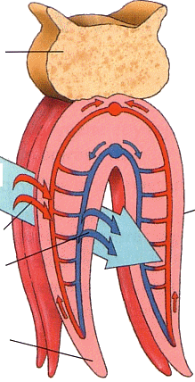 filaments branchiaux