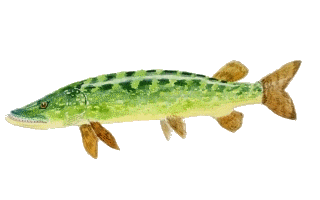 brochet