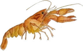 écrevisse