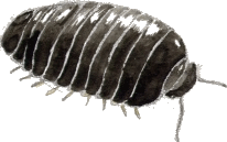glomeris