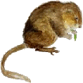 rat musqué