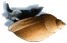 limnée