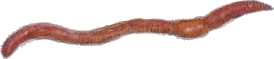 lombric