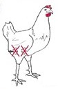 ablation des testicules sur un jeune poulet