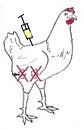 injection de sérum à un jeune poulet sans testicules