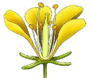 fleur de radis sauvage